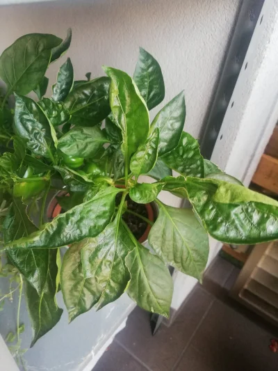 michui - Czy wiecie co moze zjadać liście moim roślinom na balkonie w taki sposób? Ni...
