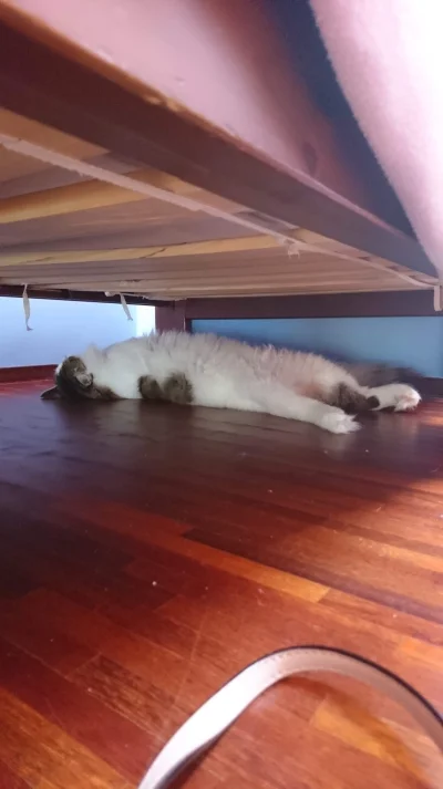 tyrytyty - Czy to normalne że #kitku #kot śpi w takiej pozycji a nie jako zwinięta ku...