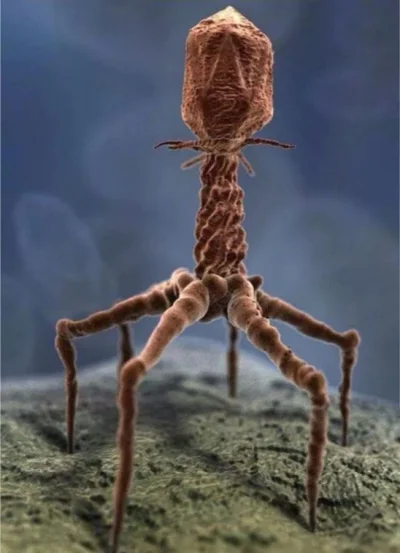 dylann - #ciekawostki wirus widziany pod mikroskopem elektronowym
