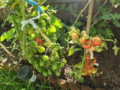 BtKsebo - Ganja niestety nie wyrosła ale pomidor napawa szczęściem. Pierwsze plony. C...