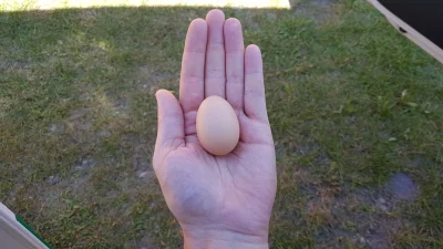 dktr - No i jest pierwsze mini jajko, po dwóch miesiącach od wprowadzenia do kurnika ...