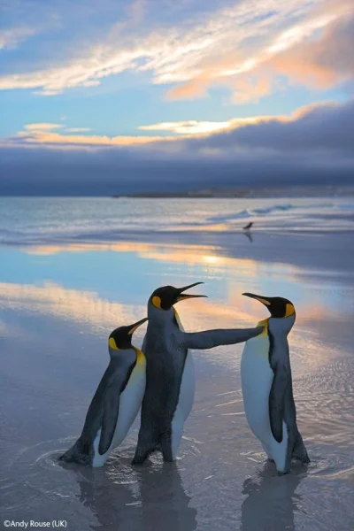 Lifelike - Pingwiny królewskie (Aptenodytes patagonicus)
Autor
#photoexplorer #foto...
