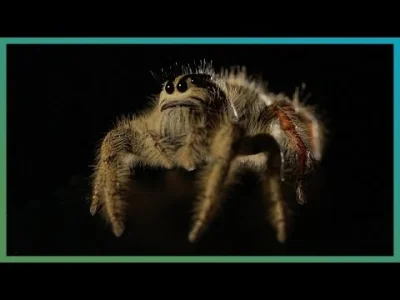 nyxesis - skok "Hyllus giganteus" w spowolnieniu. W filmiku gość pisze, że pająki nie...