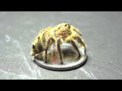 starnak - BIGGEST JUMPING SPIDER (Female : Hyllus diardi 18mm)