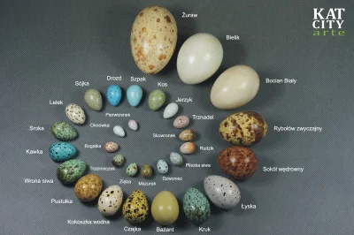 gramwmahjonga - Jaja ptaków w Polsce. Największe jajko ma 10 cm, najmniejsze 1,6 cm.
...