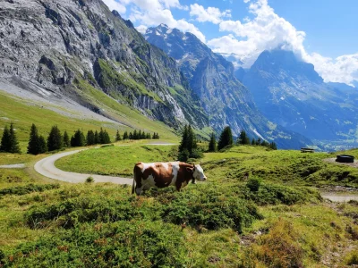 kotbehemoth - Dziś znów krowa, tym razem z widokiem na zachmurzony Eiger.

#gory #alp...
