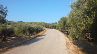 ksaler - Poranne 6km przez gaje oliwne na Zakynthos. Mocny trening na podbiegi ;) Po ...