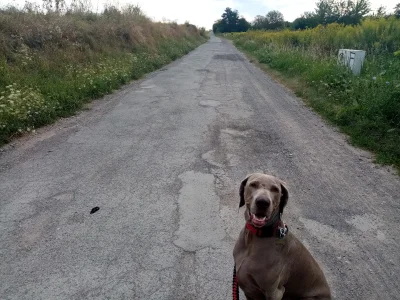 BarkaMleczna - Uwielbiam spacery w letnie poranki, kiedy wszyscy jeszcze śpią, nie ma...