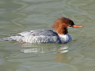 orkako - To nie jest kaczka, lecz ich krewniak:
Tracz nurogęś (Mergus merganser) 
A...