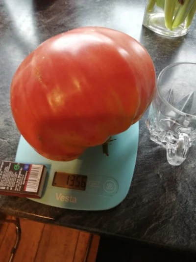upanddawn - Nowy rekord, prawie 1.4 kilograma 

#ogrodnictwo #pomidory
