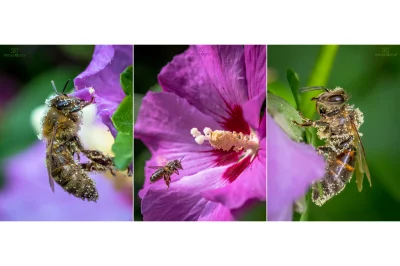 vitoosvitoos - Pszczoły taplające się w pyłku hibiskusa.
Na moim blogu fotki: https:...