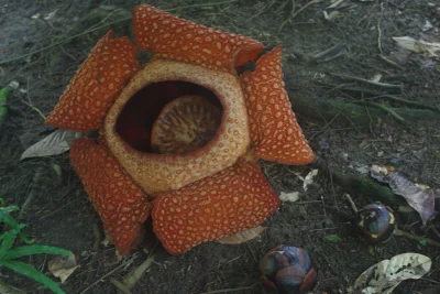 nomadbynature - Największy kwiat świata - Rafflesia arnoldii. Rośnie w lasach tropika...