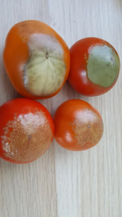 SeniorRodriguez - Ktos wie o co chodzi moim pomidorom :( 

#pomidory #uprawiajzwykope...