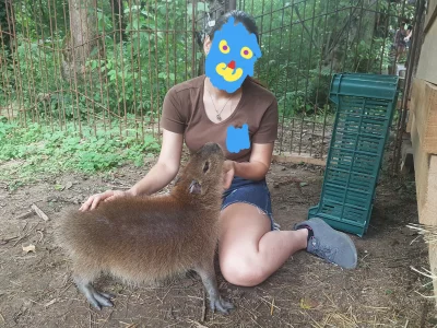 ZOOlogiczna - Młoda kapibara lubi drapanie pod bródką jak kotek. W bonusie moje udo d...