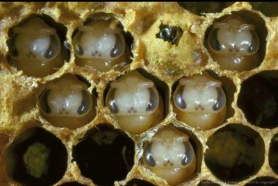 Filareta - Małe pszczółki UwU ฅ^•ﻌ•^ฅ
#zwierzaczki #gruparatowaniapoziomu #slodkijez...