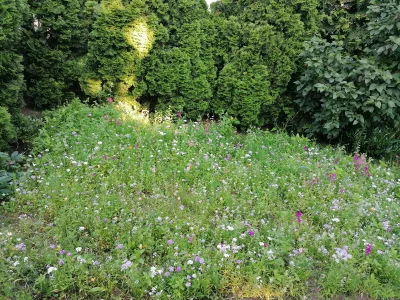 diabolina - Witam Wszystkich - w tym roku zasiałam sobie nasiona łąki wabiącej motyle...