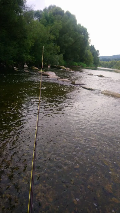 omgoogle - Dziś pierwsza ryba zlowniona na muchowke, kleń 15cm ale po 2tyg łażenia be...