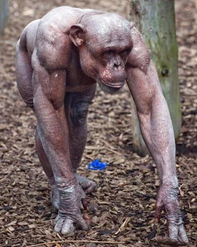 maszfajnedonice - @Argiope: A szympans jednak.