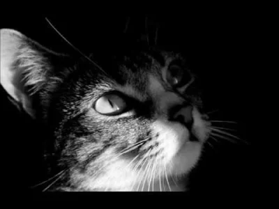 Radysh - #koty #kociamuzyka #muzykapolska 
Cały Internet ma kota.