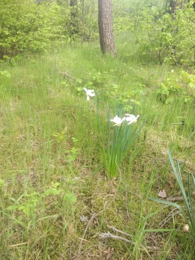 Zodiak - #rośliny #przyroda
Mirki, będąc pod koniec maja na spacerku, w środku lasu,...