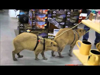 starnak - Capybaras Romeo and Tuff'n Go Shopping