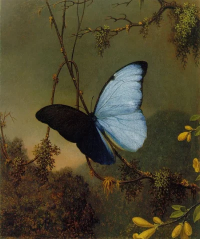 Borealny - Blue Morpho Butterfly by Martin Johnson Heade (1819-1904)
SPOILER
#malarst...