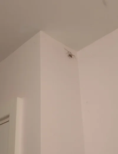 DPary - Mirki taki pająk chodzi mi po ścianie. Ktoś wie co to za #!$%@? i jak najlepi...