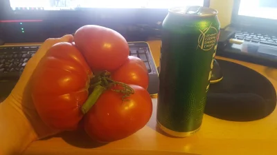 robcioZS - Teść wyhodował pomidora....
#podlasie #humor #pomidory #wykop #zdjecia