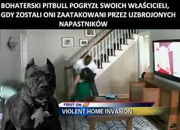 Krs90 - Agresywne psy powinny być usypiane i ciągłe teksty 'TO WINA WŁAŚCICIELA' tego...