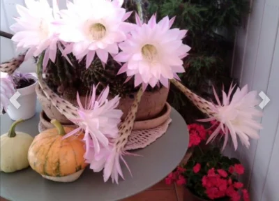 tomahawkk - Ktoś wie jaki to rodzaj kaktusa?

#kaktus #kwiaty #ogrodnictwo