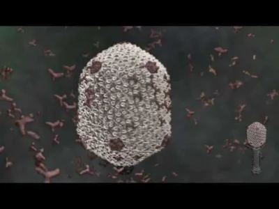 bioslawek - Biogeneza bakteriofaga T-4

https://bioslawek.wordpress.com/2013/10/01/...