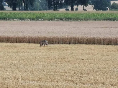 pietruchovic - Wilki można nawet spotkać na Górnym Śląsku. Lasy Lublinieckie, Okolice...