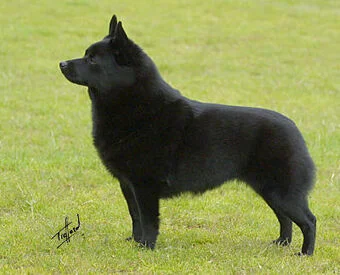 deyna - Chciałbym kupić psa rasy #schipperke. Czy ktoś z Was ma takiego psa? Ciężko s...