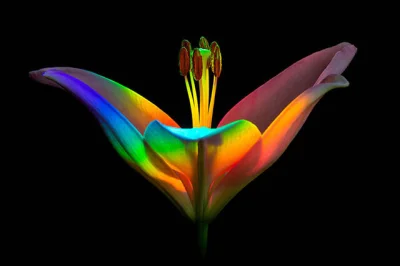 Nemezja - #fotografia #kwiaty 
„Rainbow Lily” autorstwa Ecateriny Leonte