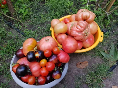 ozzybiceps - Z pomidorów jestem zadowolony :)
#ogrodnictwo #pomidory