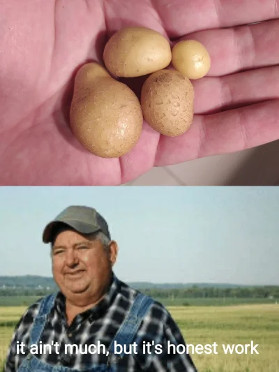 Idahoo - Kiedy na początku roku zasadzisz kilka skórek ziemniaka do ziemi, a już po k...