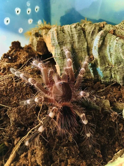 Qvvb - Acanthoscurria geniculata - ptasznik bialokolanowy L8 
SPOILER