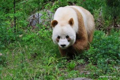 orkako - Pięć ciekawostek:
1. Bambus nie jest jedynym pożywieniem pandy. Zjada ona t...