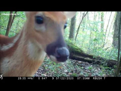 starnak - Finding A New Camera Location -A Burrowed hole under a log! 7/2020