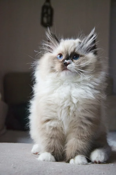 uki118 - #pokazkota #ragdoll #wykopragdollclub