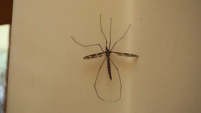 Formateria - To komarnica