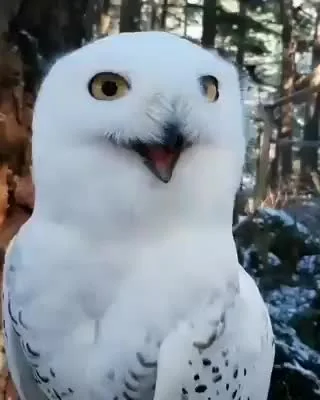 lesio - #sowy #sowysazajebiste #zwierzaczki

Szczęśliwa sowa śnieżna