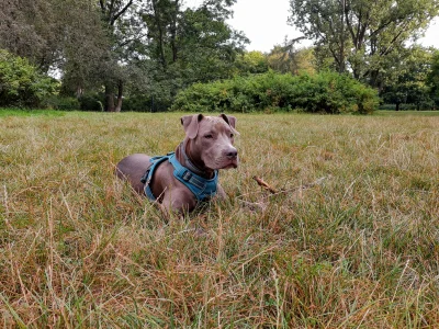 Crock92 - Cierpliwy amstaff potrafi godzinami wypatrywać samotnego, opuszczonego prze...