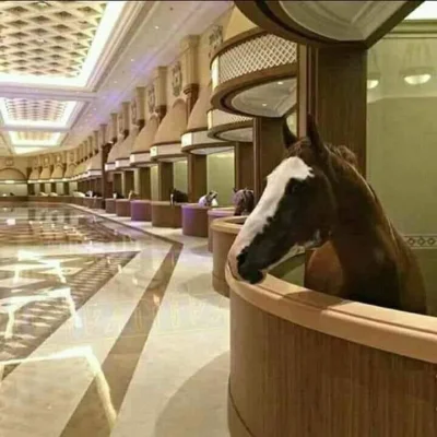 suqmadiq2ama - #ciekawostki #gruparatowaniapoziomu 

Stadnina #konie w emiratach