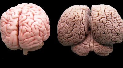 JoeShmoe - Ludzki mózg vs. mózg delfina. #ciekawostki #wiedza #swiatnauki