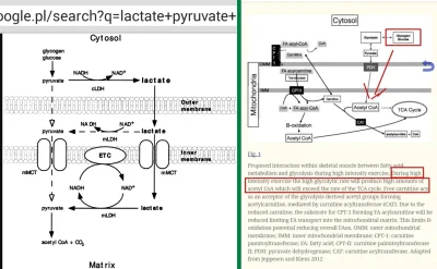 NooB1980 - @Jariii: Masz rację glukoza-pirogronian-acetylo-Coa-Tłuszcze. Szanuje za w...