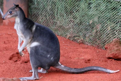 likk - zamiast powitania słów #porannaporcja kangurowców

Kangurowiec (Dorcopsis) –...