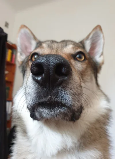 pranko_csv - Dotknięcie nosa - jeden plusik
#prankothewolfdog