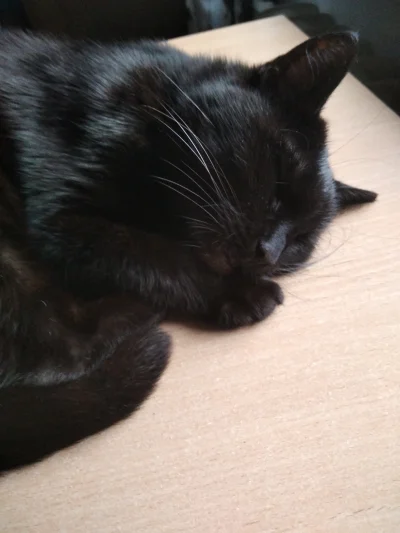 F.....p - śpi sobie kotek ze mną przy komputerku (｡◕‿‿◕｡)

#pokazkota