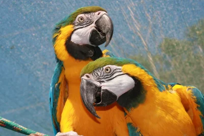 PanGniotek - @PanGniotek: Czy wy też kochacie papugi tak jak my?